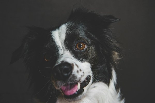 Animalfriendshipexperience