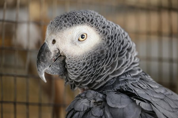 Plongez dans l'univers équestre du musée vivant du cheval